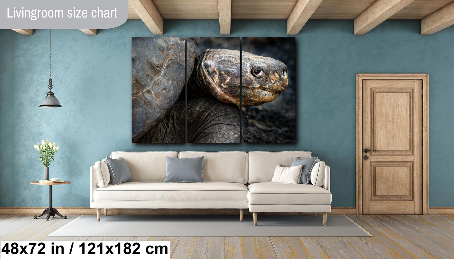 Galapagos Tortoise Canvas Print, Galapagos Islands, Giant Tortoise Photography, Canvas Print, Canvas Wall Art, Galapagos Photography