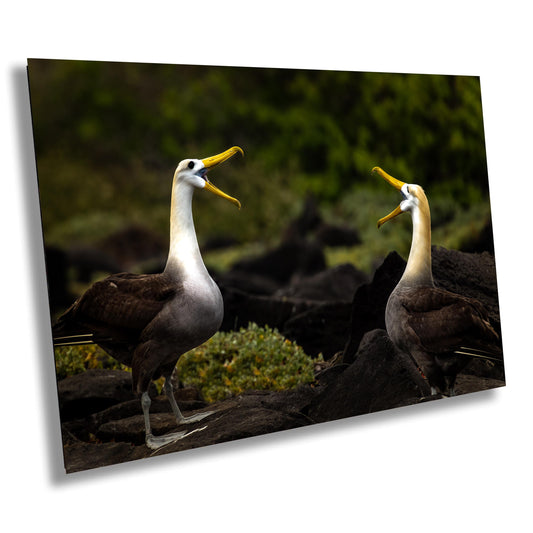 Galapagos Albatross Canvas Print, Two Albatross, Galapagos Islands, Canvas Print, Canvas Wall Art, Galapagos Photography