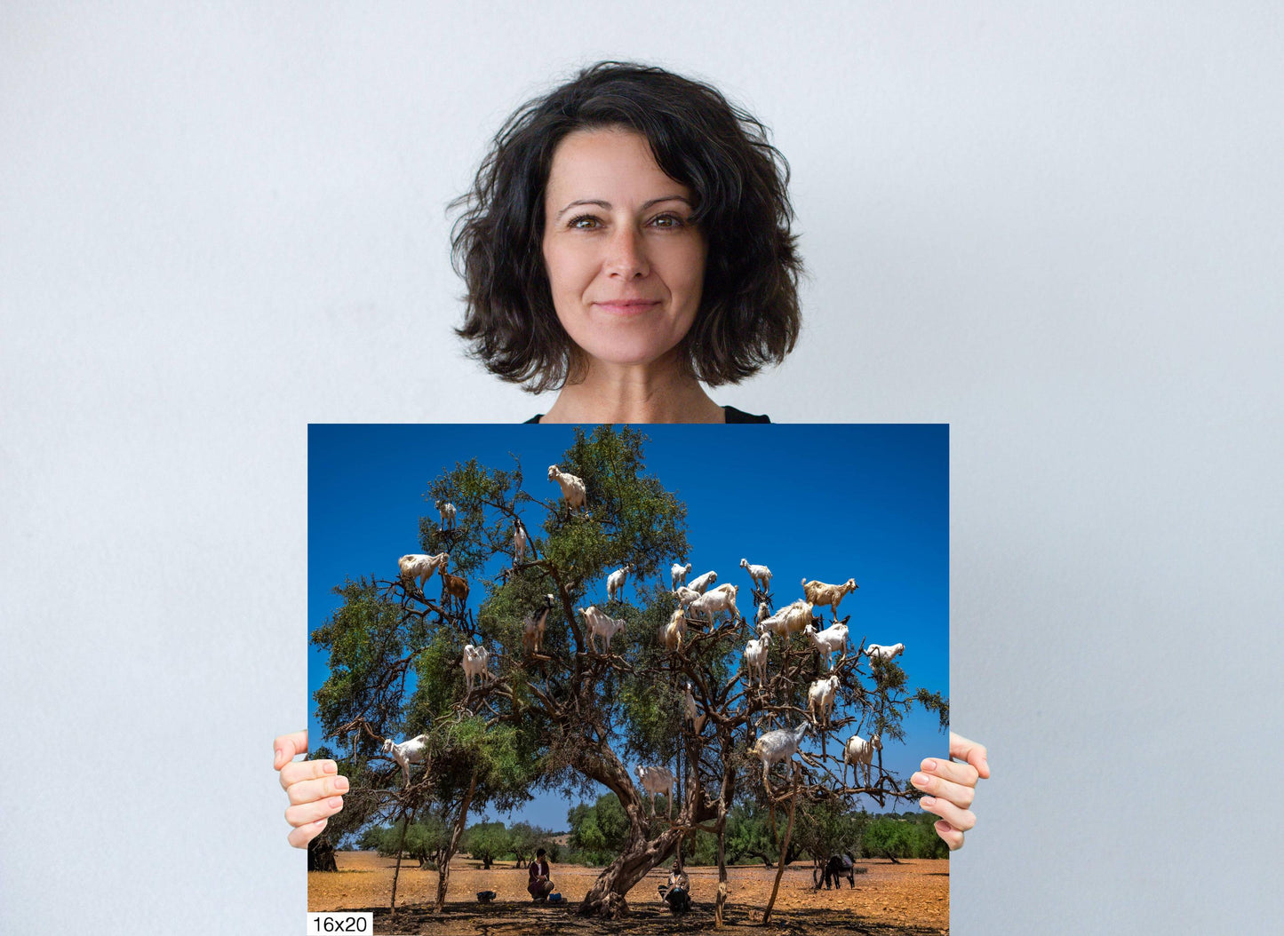 Goats in Trees Canvas Print, Unique Animal Photography, Morocco Photography, Photo Art, Canvas Wall Art, Morocco Landscape