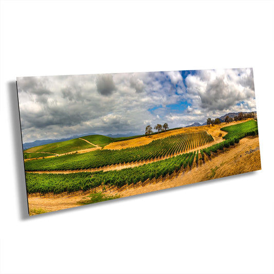 Napa Valley Vineyard Canvas Print, Panorama Landscape Image, Wall Art, California Vineyard, William Hill Winery, Wine, Grasses, Nature