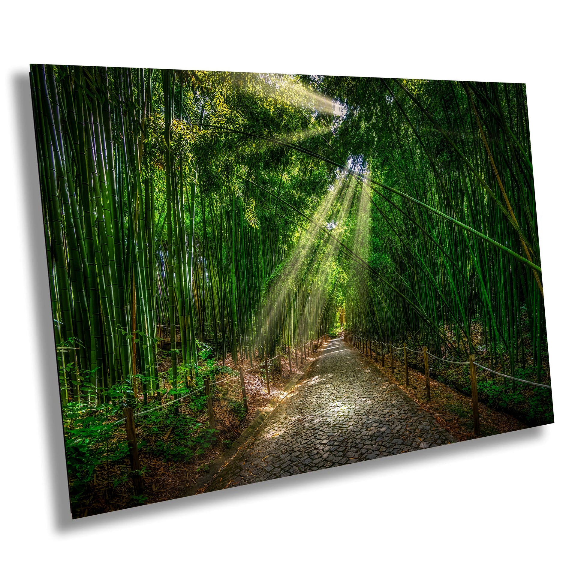 Coimbra photo, Bamboo Forest, nature photography, peaceful decor, yoga studio art, meditation room, green bamboo, travel photography, Portugal art, botanical garden, serene landscape, tranquil photo, calming art